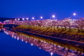 高滝湖の夜桜