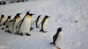 旭山動物園のペンギン散歩