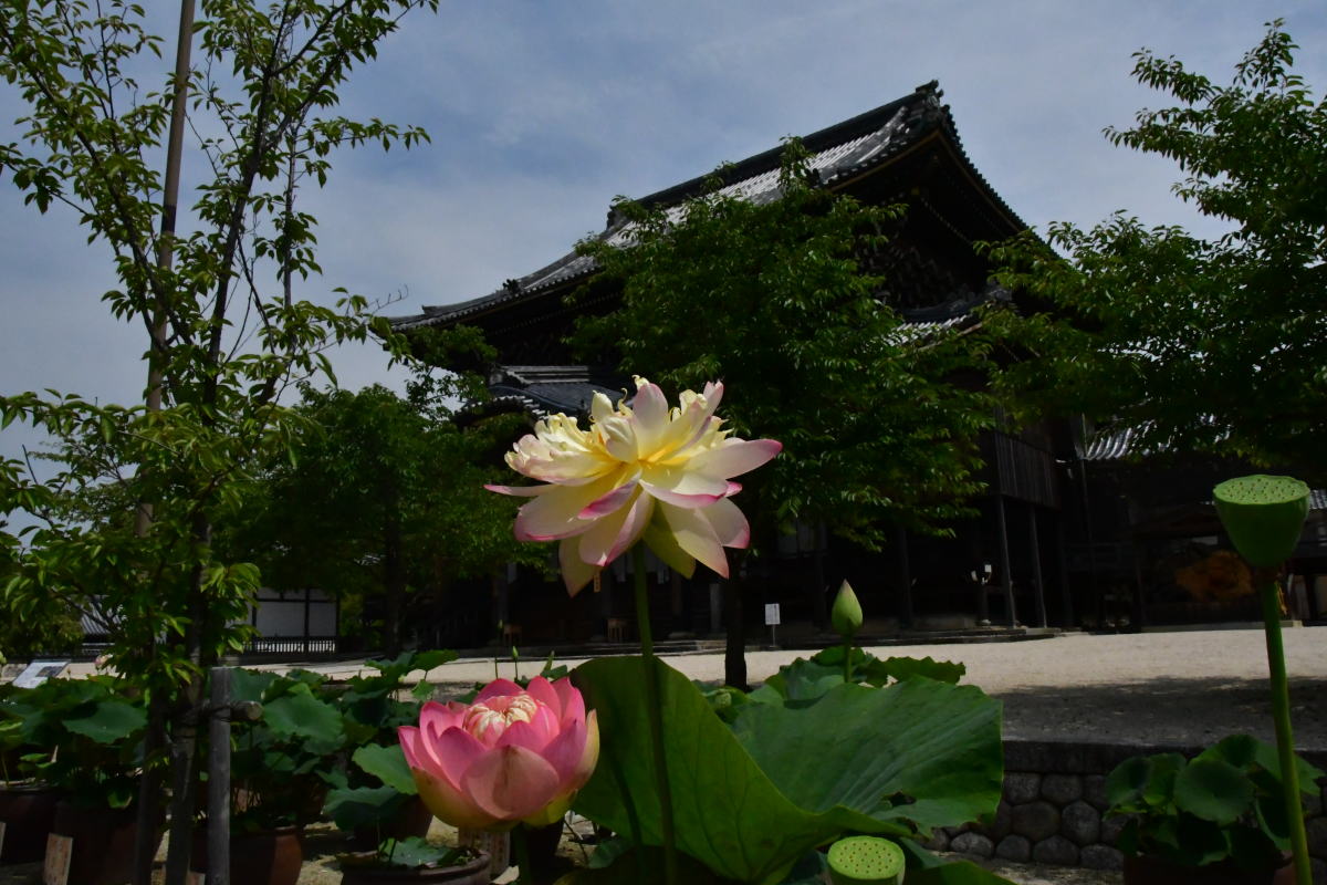 津市　高田本山とハス