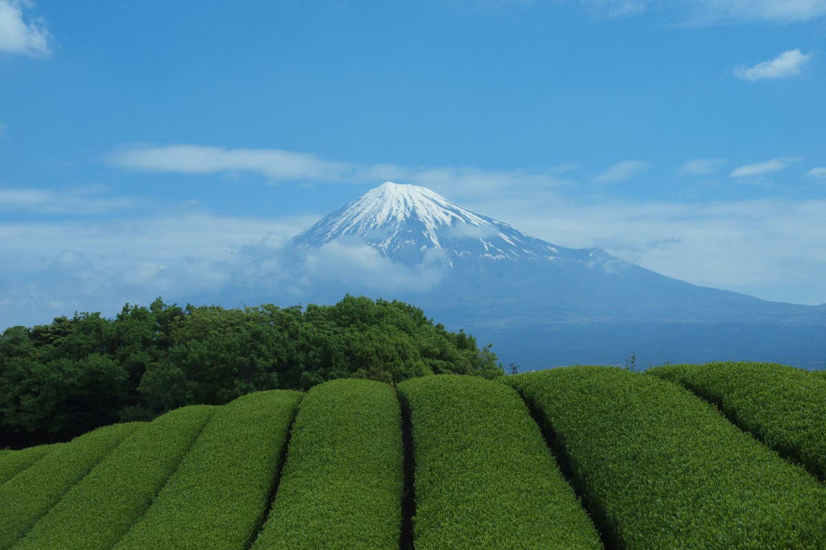 富士山と茶畑