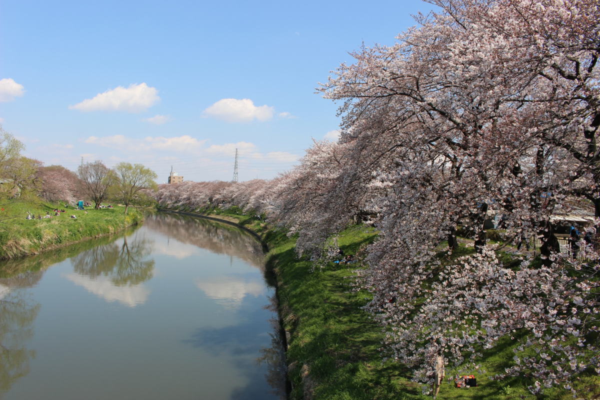 北越谷元荒川堤の桜